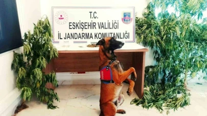 Evinde Kenevir Bitkisi Yetiştiren Şahıs Yakalandı