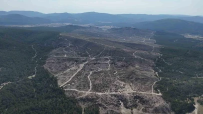 Seyitgazi'deki Yangının Ardından 312 Hektarlık Alan Tekrar Yeşillendirilecek