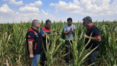 Eskişehir'de Tohumluk Üretiminde Dev Artış