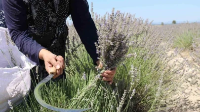 Eskişehir’de Lavanta Hasadı Başladı