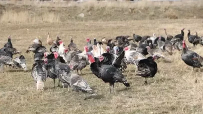 Yılbaşı Hindileri Satışa Çıktı: Fiyatı 4 Bin Lirayı Buluyor