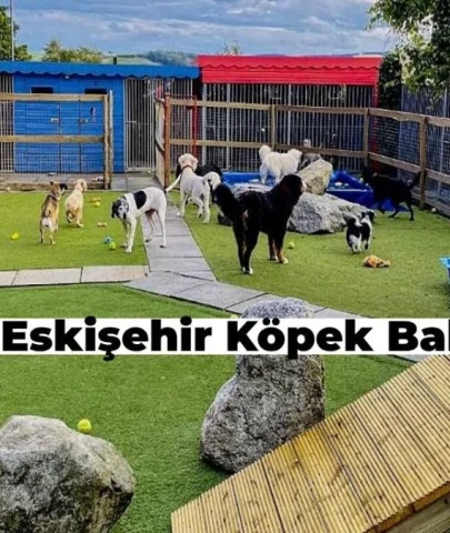 Eskişehir’in En İyi Köpek Bakım Evi Neresi?