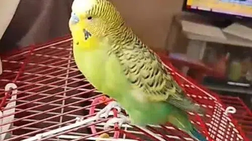 Ölmek Üzereyken Sahiplendiği Fıstık, Hayat Arkadaşı Oldu
