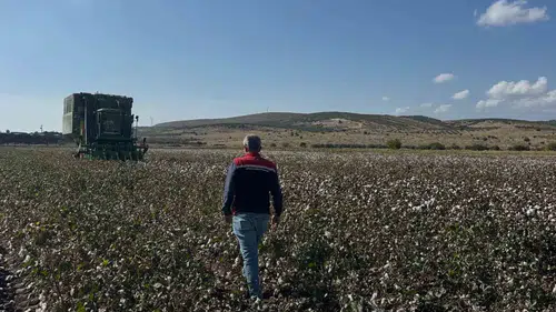 Aliağa ovasında pamuk mesaisi: Beyaz altın tarlalardan toplanmaya başlandı