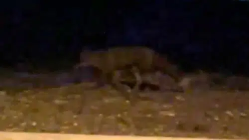 Eskişehir Sokaklarında Gece Sürprizi: Tilki Kamerada