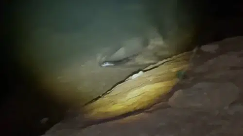 Keban Baraj Gölü'nün gece misafiri: Nesli koruma altındaki su samuru görüntülendi
