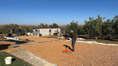 Beyşehir'de ceviz bereketi: Hasat dönemi fiyatları belirledi