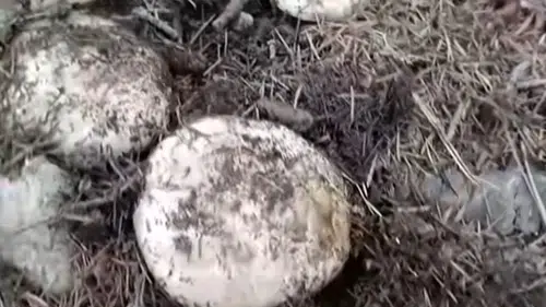 Andırın'da sonbahar bereketi: Dağlar mantar toplamak isteyenlerle doldu