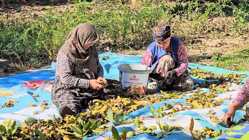 Sındırgı'da ceviz bereketi: Yüksek rekolte üreticinin yüzünü güldürdü