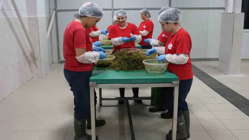 Efeler’de kadın emeğiyle üretilen yöresel lezzetlerin sayısı 63’e ulaştı