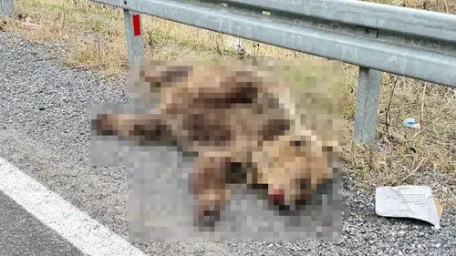 Erzincan-Refahiye yolunda yaban hayatı için acı bilanço