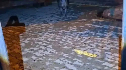 Tunceli'de bahçe kapısına dayanan yaban domuzu dehşeti kamerada