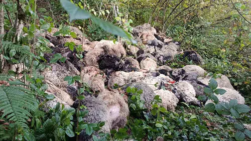 Maçka'da gece yarısı dehşeti: Yabani hayvandan ürken 184 koyun uçuruma yuvarlandı