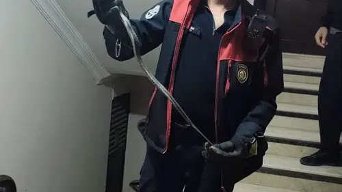 Defne'de mahalle sakinlerini tedirgin eden yılan itfaiye müdahalesiyle kurtarıldı