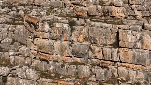 Munzur Dağları'nın sarp yamaçlarında yaban keçilerinin zorlu yolculuğu havadan görüntülendi