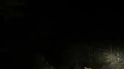 Soğucak Yaylası'nda mantar ararken karşılarına çıkan ayı ailesi şaşkınlık yarattı