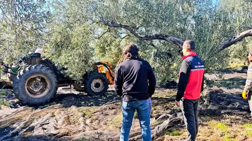 Gömeçli üreticilerin zeytin mesaisine yerel yönetimden destek ziyareti