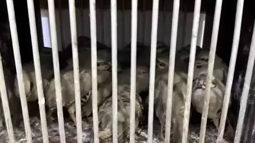 Van'da yasa dışı avcılığa ağır fatura: 27 keklik kurtarıldı, 211 bin lira ceza kesildi