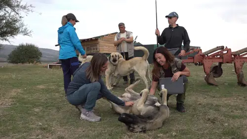 İtalyan Uzmanlar Türk Çoban Köpeklerini İnceledi