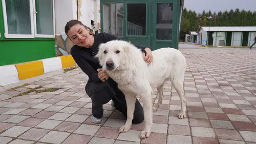 Tepebaşı’nda Bir Haftada 12 Can Sahiplendirildi