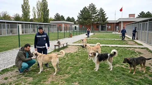 Eskişehir’de Sokak Hayvanları İçin Kaç Barınak ve Rehabilitasyon Merkezi Var?
