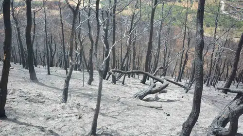 Susurluk'ta yangın yarası sarılıyor: Hükümlüler de yeşillendirme seferberliğinde