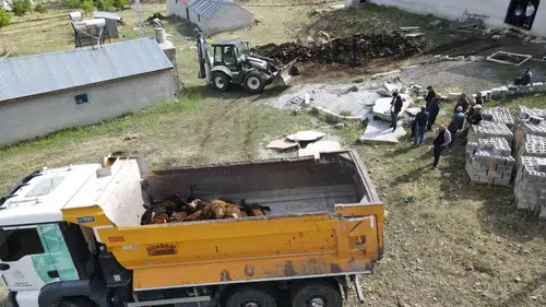 Erzincan'da gece baskını: Ağıla giren ayı 144 hayvanı telef etti