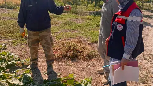 Afyonkarahisar'da turşuluk salatalık tarlalarında hasat öncesi pestisit denetimi: Numuneler laboratuvara gönderildi