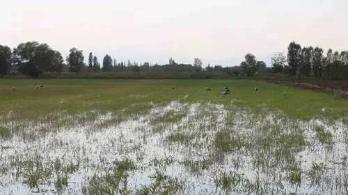 Iğdır'da yonca hasadı sonrası tarlalar leyleklerin ziyafet sofrasına dönüştü