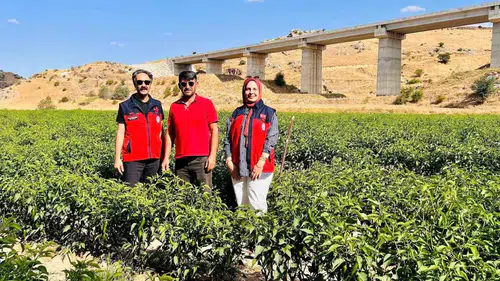 İscehisar'da tarımsal çeşitlilik hamlesi: Jalapeno biber tarlaları mercek altında