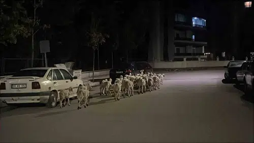 Çorum'da ağılın kapısını kıran koyunlar mahallede kısa süreli panik yarattı