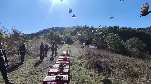 Zonguldak ormanlarında sülün popülasyonunu artırmak için yeni adım