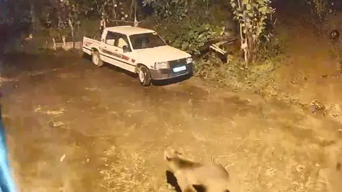 Artvin'de gece yarısı sürprizi: Yerleşim yerine inen ayı evin kapısına dayandı
