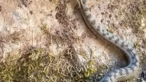 Küre Dağları'nda nadir rastlanan boynuzlu engerek objektiflere yansıdı