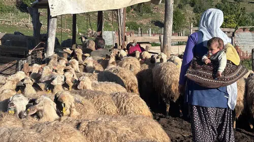 Şavak aşiretinin asırlık göç yolculuğu: 2 bin 500 rakımda zorlu yaşam