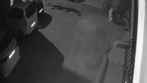 İzmir'de vicdansızlık kamerada: Sahibinden köpeğine sokak ortasında şiddet