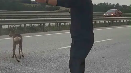 Samsun-Ankara kara yolunda yaralı geyiğe duyarlı müdahale