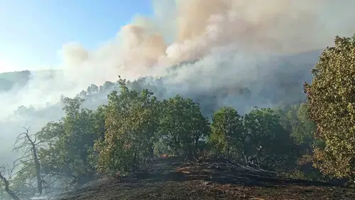 Bingöl'de ormanlık alanda çıkan yangın ekiplerin müdahalesiyle söndürüldü