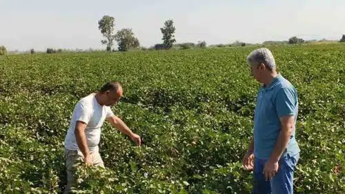 Didim’de pamuk hasadı öncesi kritik zararlı takibi başladı