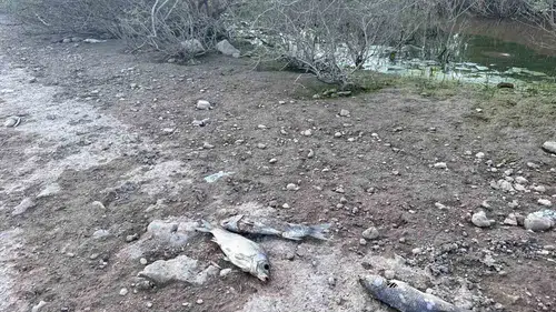 Ayvacık Barajı'nda alarm: İçme suyu kaynağında toplu balık ölümleri yaşanıyor