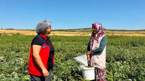 İhsaniye'de turşuluk salatalık mesaisi: Kadın üreticiler tarlada buluştu