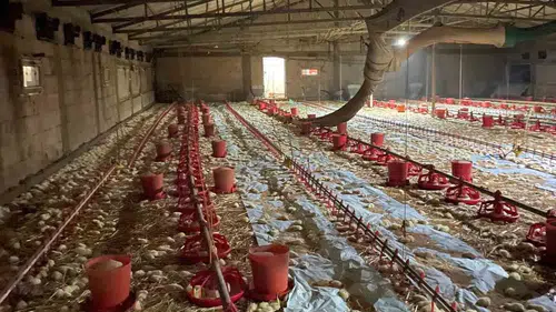 Göynük'te büyük kayıp: Kümes yangınında 24 bin civciv hayatını kaybetti