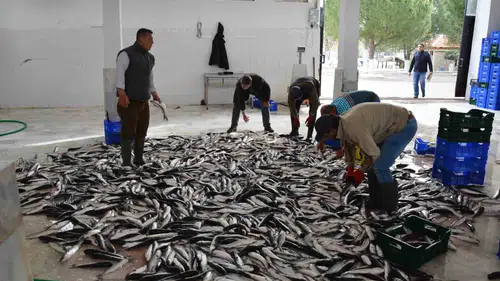 Muğla ekonomisinin dış ticaret gücü su ürünleri ve madencilikle yükseliyor
