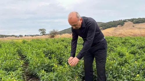 Turplu Mahallesi'nde biberiye bereketi: Hasat süreci yerinde incelendi