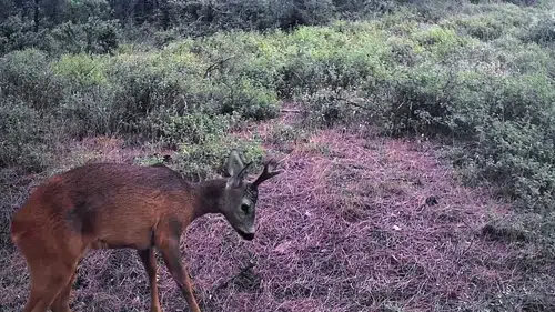 Ganos Dağları'nın gizli sakinleri fotokapanlara yansıdı