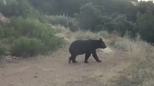 Çankırı ormanlarında yaban hayatı fotokapanla kayıt altına alındı