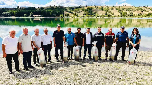 Taşova'da su kaynakları canlanıyor: Uluköy Barajı'na 75 bin sazan yavrusu bırakıldı
