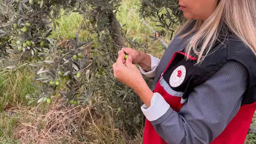 Burhaniye'de zeytin hasadı öncesi sinek alarmı: Ekipler sahada denetimleri sıklaştırdı
