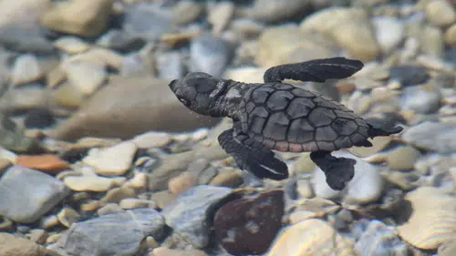 Aydın sahillerinde caretta caretta bereketi: 214 yavru güvenle denize ulaştı