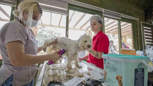 Mersin'de gönüllü kuaförlerden barınaktaki köpeklere özel bakım desteği
